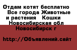 Отдам котят бесплатно  - Все города Животные и растения » Кошки   . Новосибирская обл.,Новосибирск г.